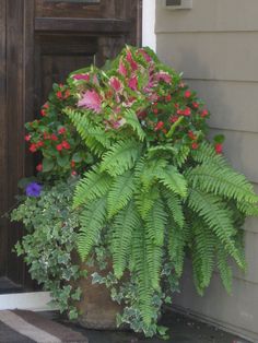 CONTAINER PLANTS