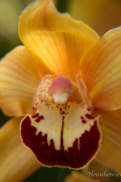 orchids-7