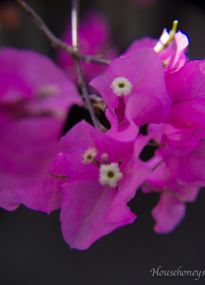 orchids-9