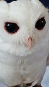 owl in punta gorda