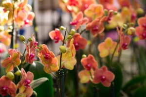 venice florida orchid show