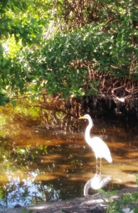 sanibel island egret