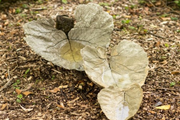 Big Leaf Stepping Stone Mold
