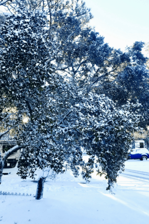 Snow in wilmington