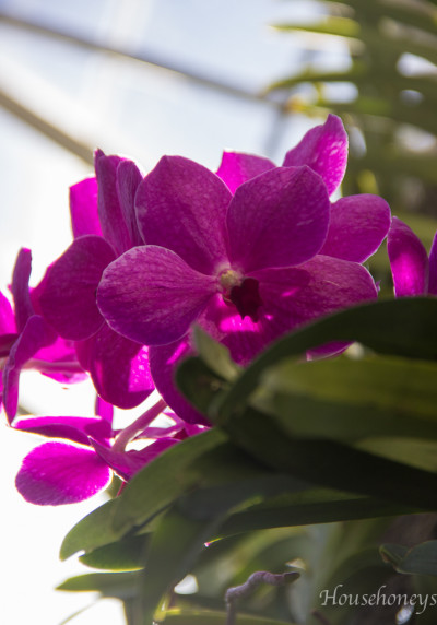 orchids-11