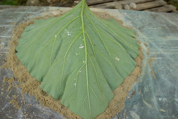 How to make cement leaves | Fox Den Rd