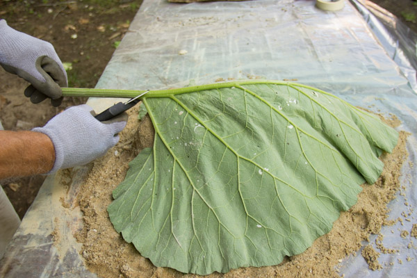 cement leaf tutorial-6